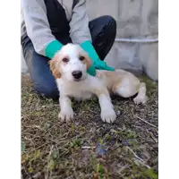 Foto dell\'animale Comune di Corigliano-Rossano - 380260044833214