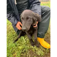 Foto dell\'animale Comune di Corigliano-Rossano - 380260044832822