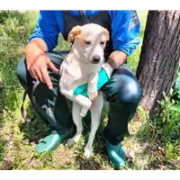 Foto dell\'animale Comune di Corigliano-Rossano - 380260044719658