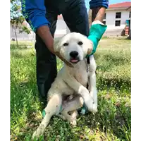 Foto dell\'animale Comune di Corigliano-Rossano - 380260044832560