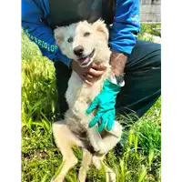 Foto dell\'animale Comune di Corigliano-Rossano - 380260044832260