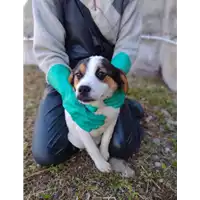 Foto dell\'animale Comune di Corigliano-Rossano - 380260044719769