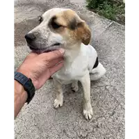 Foto dell\'animale Comune di Corigliano-Rossano - 380260044719382