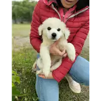 Foto dell\'animale Comune di Corigliano-Rossano - 380260044716242