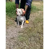 Foto dell\'animale Comune di Corigliano-Rossano - 380260044716193
