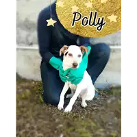 Foto dell\'animale Comune di Corigliano-Rossano - 380260044716294