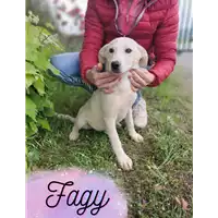 Foto dell\'animale Comune di Corigliano-Rossano - 380260044716779