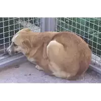 Foto dell\'animale Comune di Corigliano-Rossano - 380260043139482
