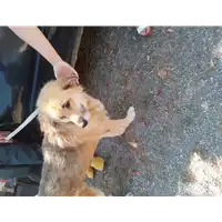 Foto dell\'animale Comune di Corigliano-Rossano - 380260044716895
