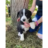 Foto dell\'animale Comune di Corigliano-Rossano - 380260044717046