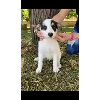 Foto dell\'animale Comune di Corigliano-Rossano - 380260044717044