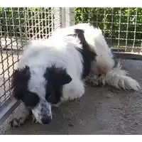 Foto dell\'animale Comune di Corigliano-Rossano - 380260043142546