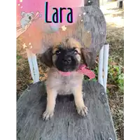Foto dell\'animale Comune di Corigliano-Rossano - 380260044832106