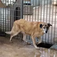 Foto dell\'animale Comune di Corigliano-Rossano - 380260043142626