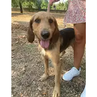 Foto dell\'animale Comune di Corigliano-Rossano - 380260044831843