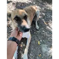 Foto dell\'animale Comune di Corigliano-Rossano - 380260044718226