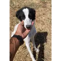 Foto dell\'animale Comune di Corigliano-Rossano - 380260044830438