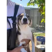 Foto dell\'animale Comune di Corigliano-Rossano - 380260044717035