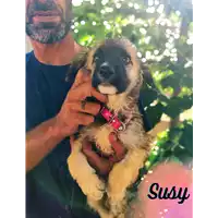 Foto dell\'animale Comune di Corigliano-Rossano - 380260044830946