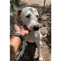 Foto dell\'animale Comune di Corigliano-Rossano - 380260044831123