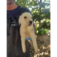 Foto dell\'animale Comune di Corigliano-Rossano - 380260044829491