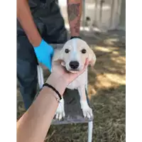 Foto dell\'animale Comune di Corigliano-Rossano - 380260044830577