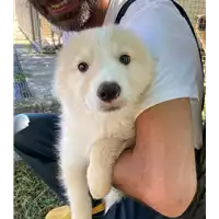 Foto dell\'animale Comune di Corigliano-Rossano - 380260044716188