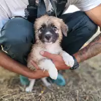 Foto dell\'animale Comune di Corigliano-Rossano - 380260044830503