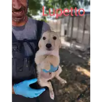 Foto dell\'animale Comune di Corigliano-Rossano - 380260044830989