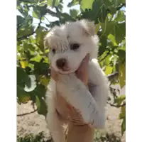 Foto dell\'animale Comune di Corigliano-Rossano - 380260044830547