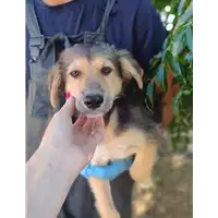 Foto dell\'animale Comune di Corigliano-Rossano - 380260044830788