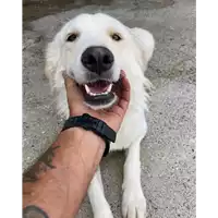 Foto dell\'animale Comune di Corigliano-Rossano - 380260044719741
