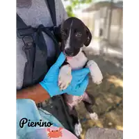 Foto dell\'animale Comune di Corigliano-Rossano - 380260044830476