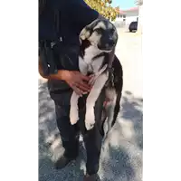 Foto dell\'animale Comune di Corigliano-Rossano - 380260044830576