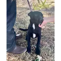 Foto dell\'animale Comune di Corigliano-Rossano - 380260044719400