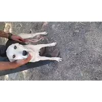 Foto dell\'animale Comune di Corigliano-Rossano - 380260044831157