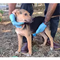 Foto dell\'animale Comune di Corigliano-Rossano - 380260044830736
