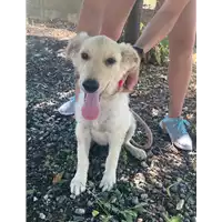 Foto dell\'animale Comune di Corigliano-Rossano - 380260044830560