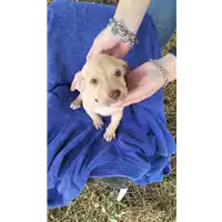 Foto dell\'animale Comune di Corigliano-Rossano - 380260044830211