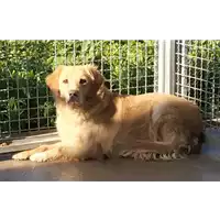 Foto dell\'animale Comune di Corigliano-Rossano - 380260043122050