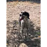 Foto dell\'animale Comune di Corigliano-Rossano - 380260044829865