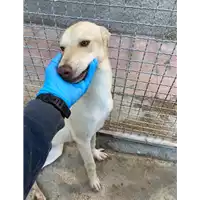 Foto dell\'animale Comune di Corigliano-Rossano - 380260044831203