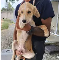 Foto dell\'animale Comune di Corigliano-Rossano - 380260044831014