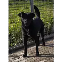 Foto dell\'animale Comune di Corigliano-Rossano - 380260043143056