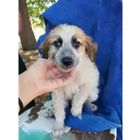 Foto dell\'animale Comune di Corigliano-Rossano - 380260044830792