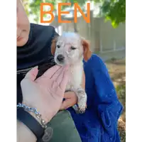 Foto dell\'animale Comune di Corigliano-Rossano - 380260044831168