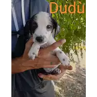 Foto dell\'animale Comune di Corigliano-Rossano - 380260044830497