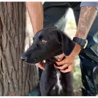 Foto dell\'animale Comune di Corigliano-Rossano - 380260044829787