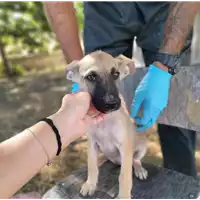 Foto dell\'animale Comune di Corigliano-Rossano - 380260044830635
