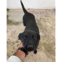 Foto dell\'animale Comune di Corigliano-Rossano - 380260044831001